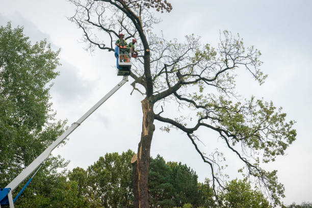 Best Tree and Shrub Care  in Jackson, WI
