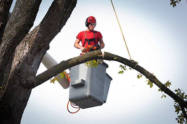 Best Storm Damage Tree Cleanup  in Jackson, WI